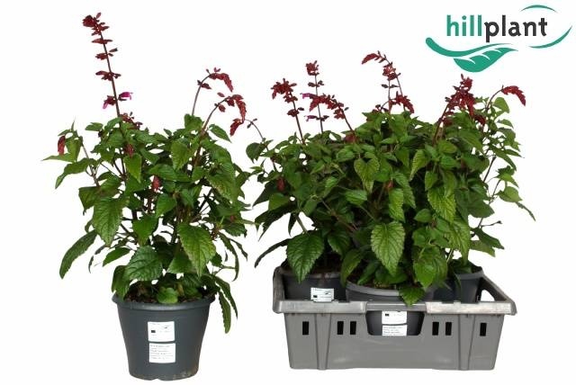 <h4>SALVIA  LAKE FLAMING</h4>