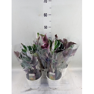 Calathea  'Fusion White'