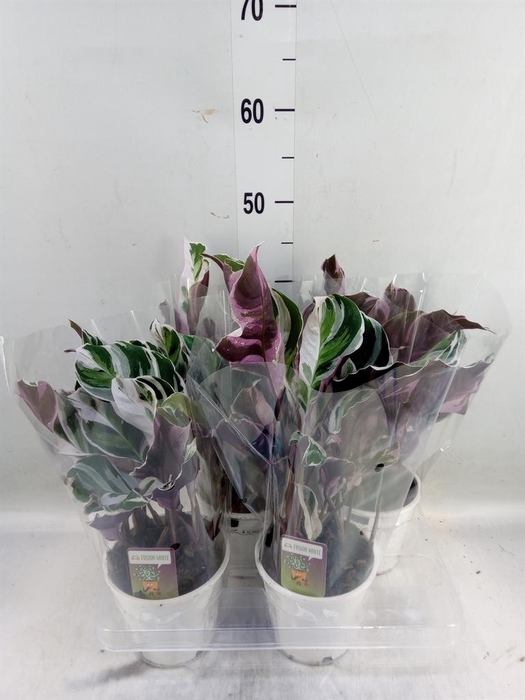 <h4>Calathea  'Fusion White'</h4>