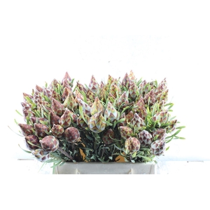 Kaaps Plumosum Spray