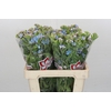Oxypetalum Tweedia Blue