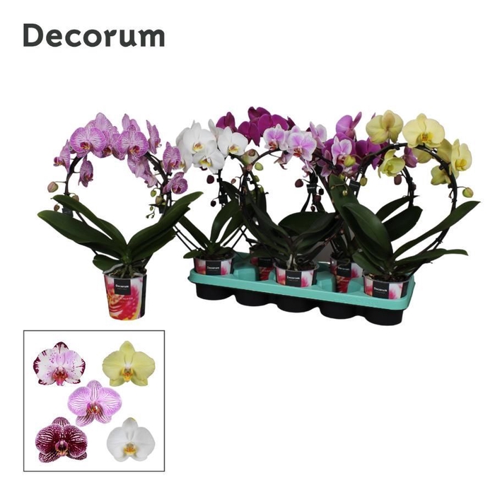 <h4>Phalaenopsis 2 tak, Decorum Spiegelboog mix</h4>