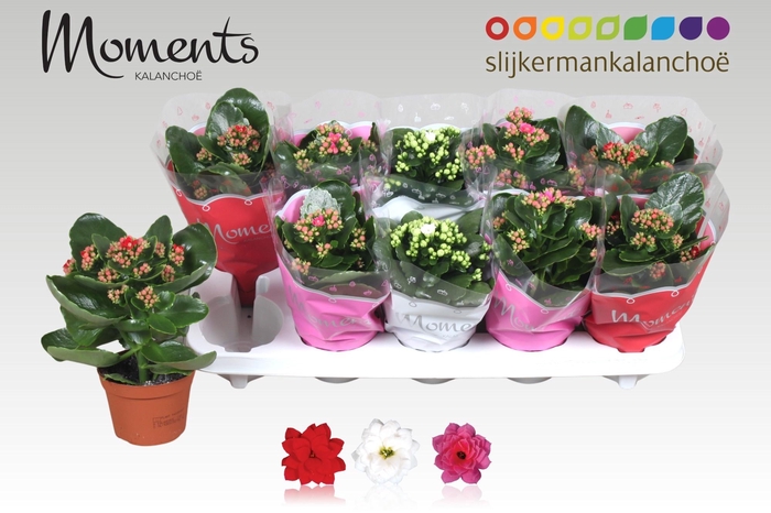 <h4>KAL GE GEM 3 KL</h4>