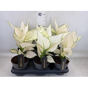 Aglaonema  'White Joy'