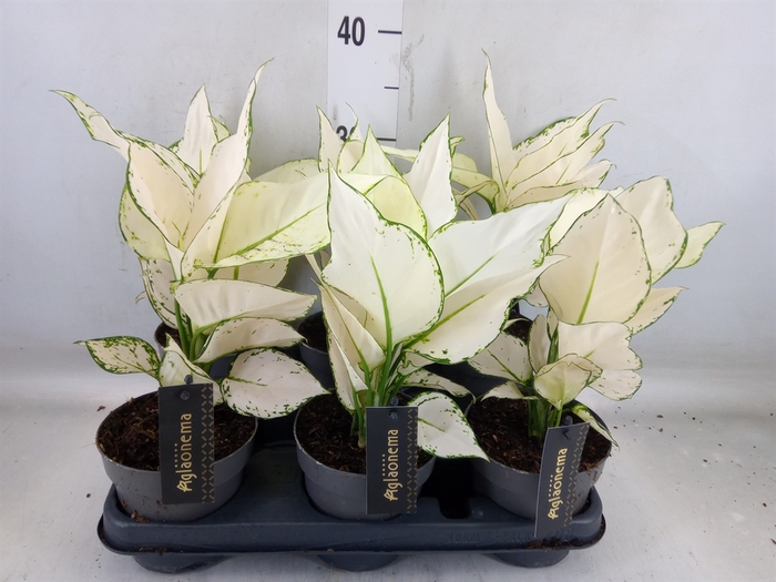 <h4>Aglaonema  'White Joy'</h4>