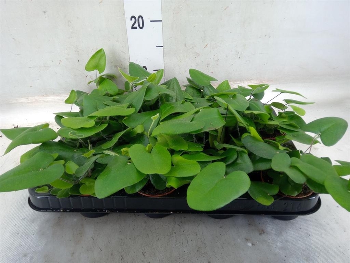 <h4>Hemionitis arifolia</h4>