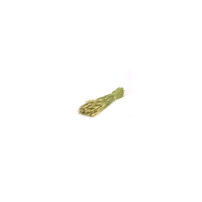<h4>.Triticale nat.green</h4>