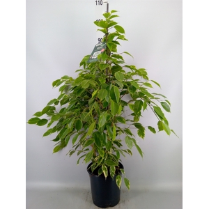 Ficus benja. 'Golden King'