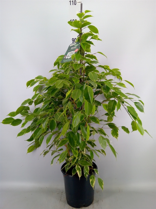 <h4>Ficus benja. 'Golden King'</h4>