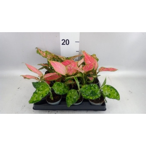 Aglaonema KB   ...
