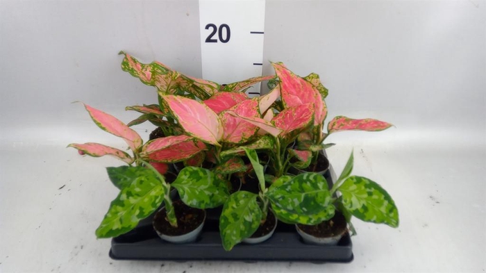 <h4>Aglaonema KB   ...</h4>