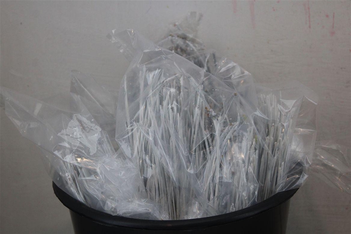 <h4>Dennen Naalden White</h4>