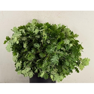 Quercus Rubra 400g Bs