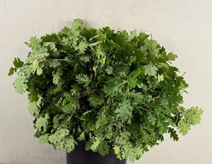 <h4>Quercus Rubra 400g Bs</h4>