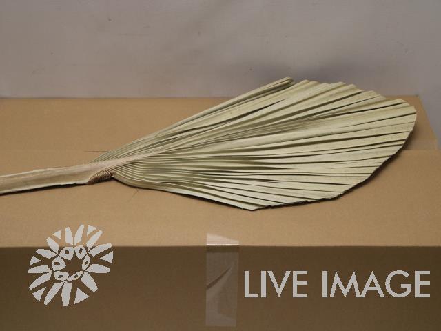 Dried palm kingspear naturel