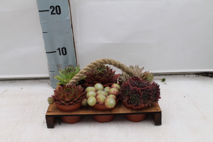 <h4>Sempervivum pallet groot</h4>