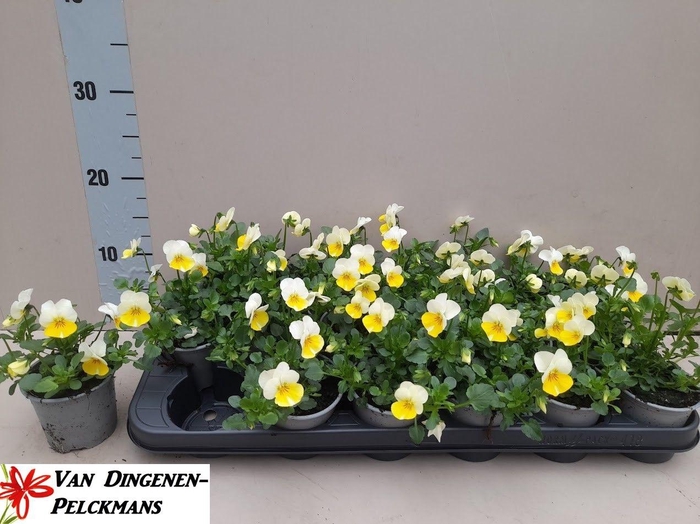 <h4>VIO CO TW PRIMEROSE</h4>