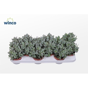 Crassula Undilatifolia