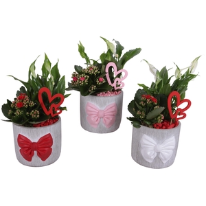 Valentine Arr. Indoor Ceramic Pot with Bow 3 Color Mix Ø15cm 2PP