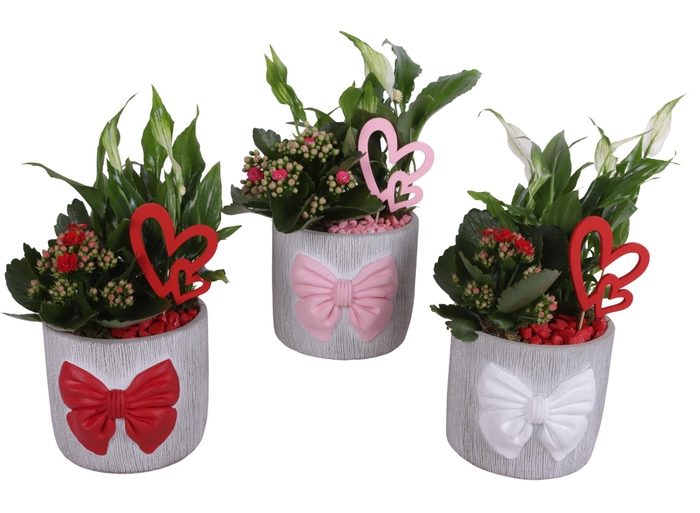 <h4>Valentine Arr. Indoor Ceramic Pot with Bow 3 Color Mix Ø15cm 2PP</h4>