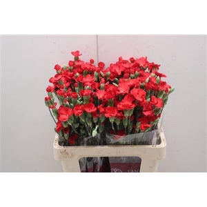 Di Solomio Simply Love