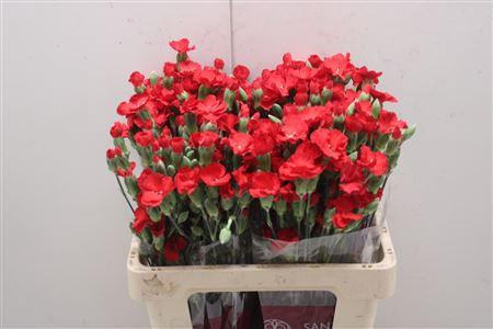 <h4>Di Solomio Simply Love</h4>