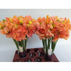 Lathyrus Mango magic