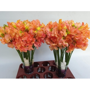 Lathyrus Mango magic