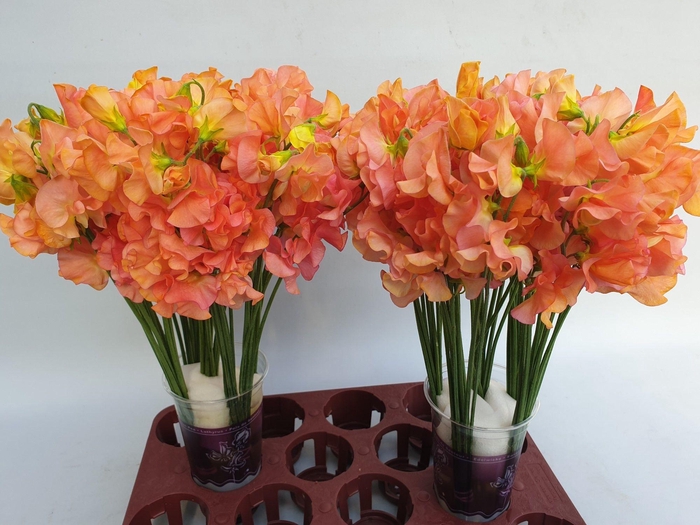 <h4>Lathyrus Mango magic</h4>