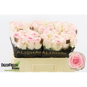 R Gr Candy Girl Alisha