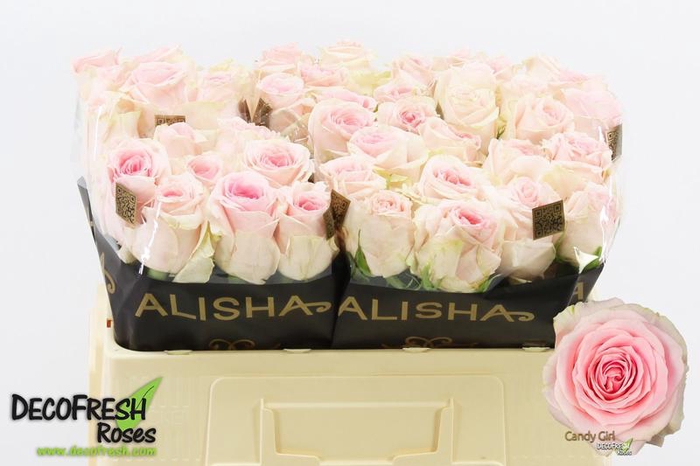 <h4>R Gr Candy Girl Alisha</h4>
