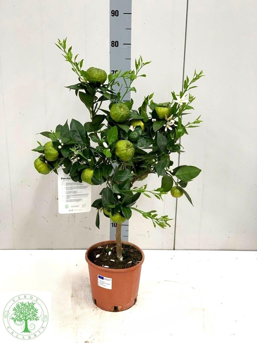 <h4>CITR LI PURSHA</h4>