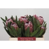 Protea Pink Ice