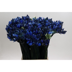 Ornithogalum coloured H%