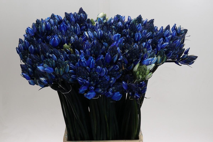 <h4>Ornithogalum coloured H%</h4>