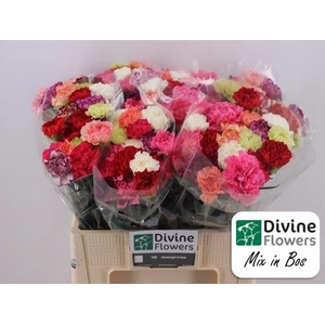 Dianthus ST   ...mix in bos