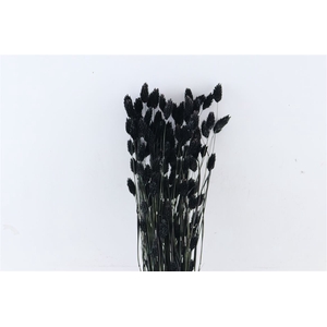 Dried Phalaris Black Bunch