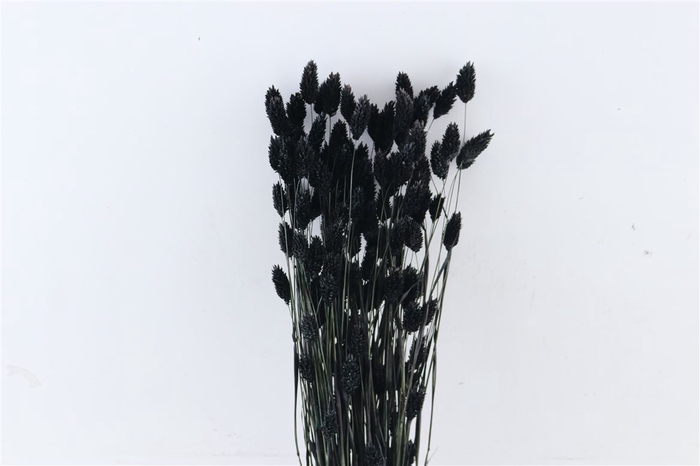 Dried Phalaris Black Bunch