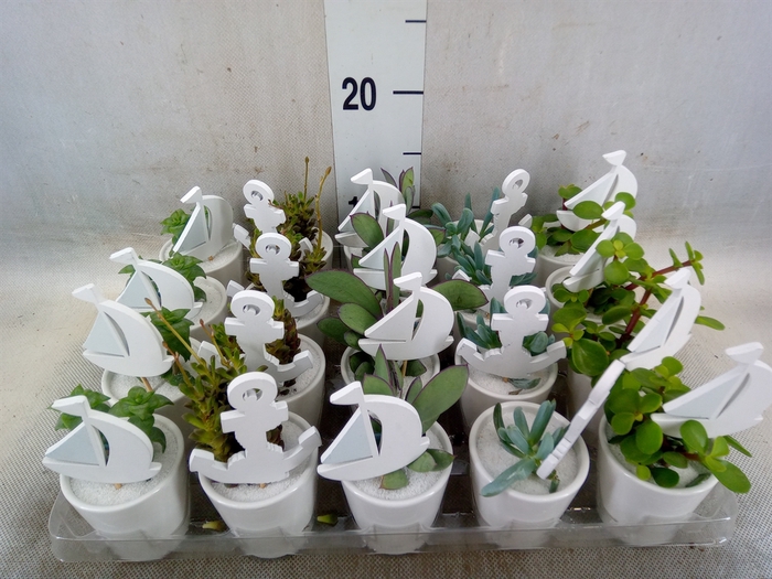 <h4>Succulents   ...</h4>