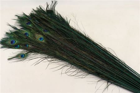 Feather Peacock L90-100 Nat. Green