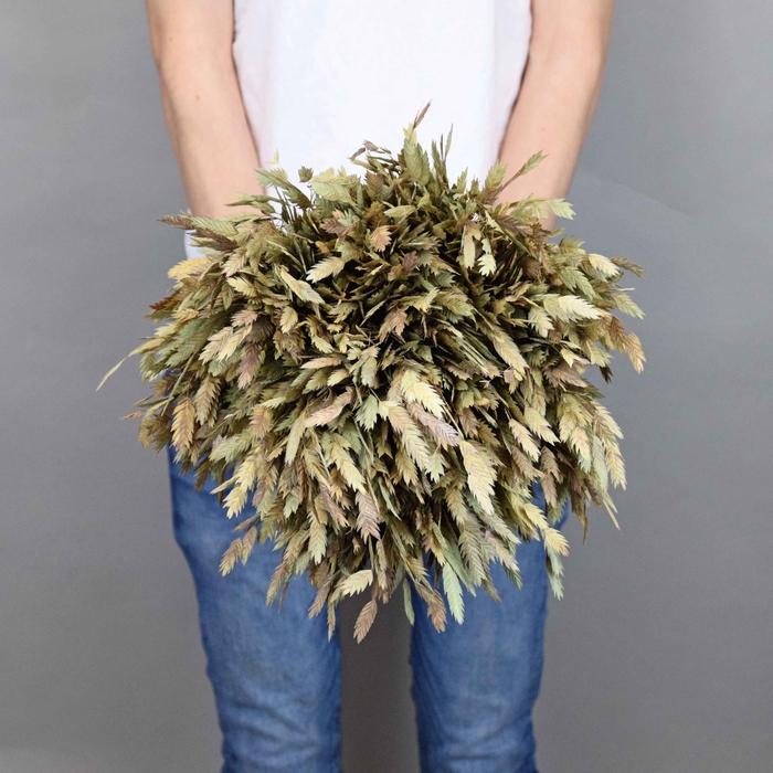 Dried Chasmanthium