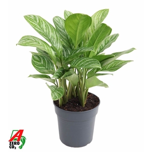 Aglaonema Stripes