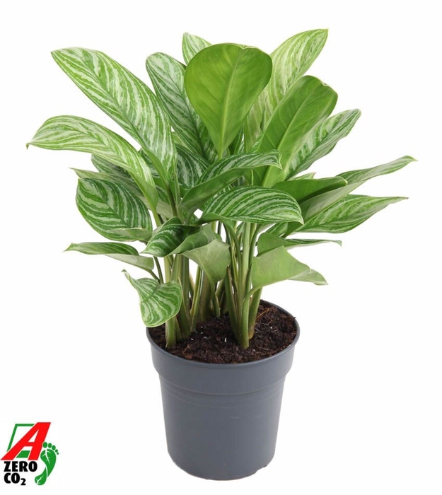 <h4>Aglaonema Stripes</h4>