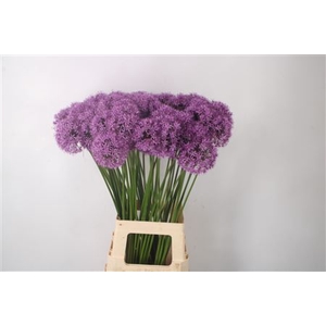 Allium Gladiator