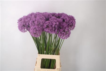 <h4>Allium Gladiator</h4>