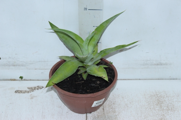 <h4>AGAVE POLVO C21</h4>