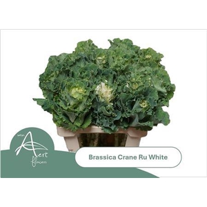 Brassica Crane Ruffle White