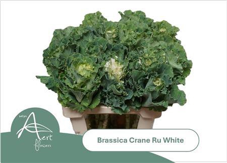 Brassica Crane Ruffle White