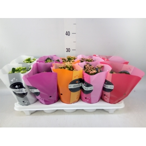 Kalanchoe blos. 'Perfecta'  ..mix 5