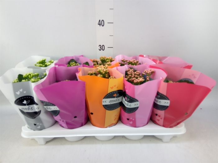 <h4>Kalanchoe blos. 'Perfecta'  ..mix 5</h4>